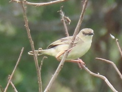 Cisticola natalensis