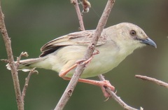 Cisticola natalensis