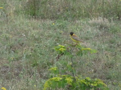 Emberiza melanocephala
