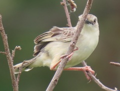 Cisticola natalensis