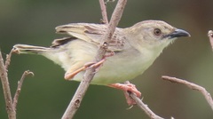 Cisticola natalensis