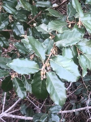 Elaeagnus pungens