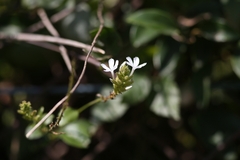 Plumbago zeylanica