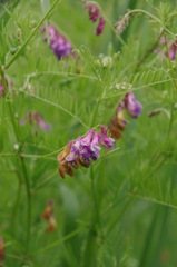 Vicia megalotropis