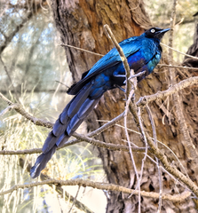 Lamprotornis caudatus