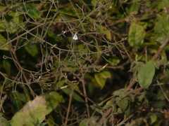 Rhinacanthus nasutus