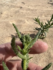 Heliotropium bacciferum