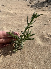 Heliotropium bacciferum