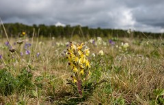 Pedicularis oederi