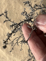 Heliotropium bacciferum