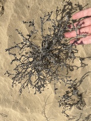 Heliotropium bacciferum