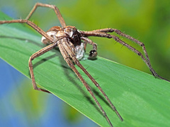 Pisaura mirabilis
