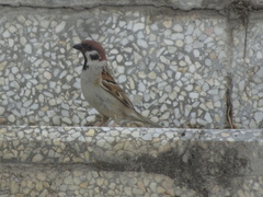 Passer montanus