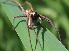 Pisaura mirabilis