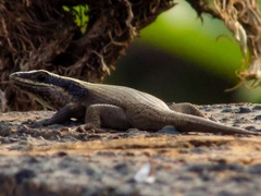 Trachylepis punctatissima