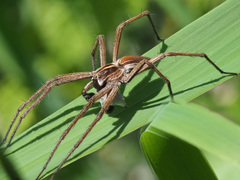 Pisaura mirabilis