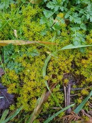 Syntrichia ruraliformis