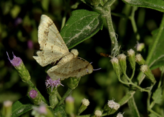 Psamatodes abydata
