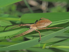 Pisaura mirabilis