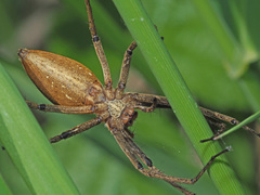 Pisaura mirabilis