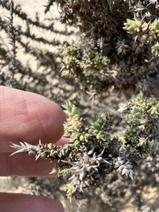 Forsskaolea tenacissima