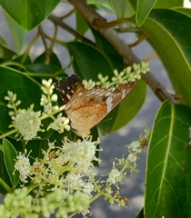 Anartia amathea