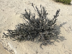 Forsskaolea tenacissima