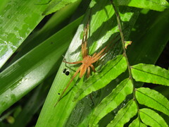Dolomedes sulfureus