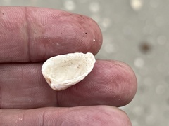 Cardites floridanus