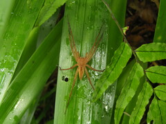 Dolomedes sulfureus