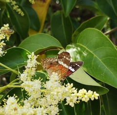 Anartia amathea