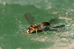 Angiopolybia