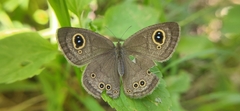 Ypthima baldus