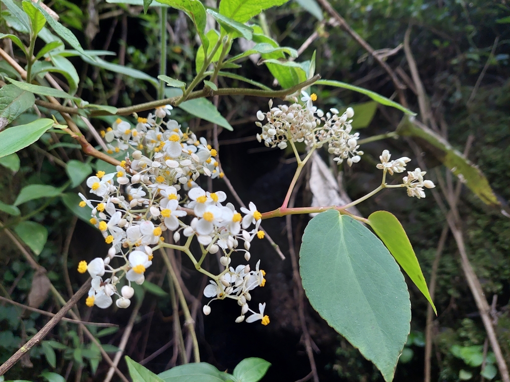 Begonia holtonis; photograph Daniel Mesa, CC BY, iNaturalist via GBIF