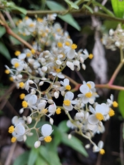 Daniel Mesa, CC BY, iNaturalist via GBIF Begonia holtonis, photograph Daniel Mesa, CC BY, iNaturalist via GBIF