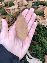 Quercus cerris