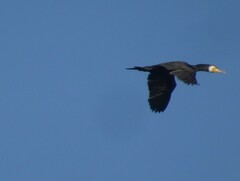 Phalacrocorax carbo