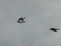 Columba livia domestica
