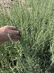 Arthrocaulon macrostachyum