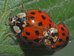 Harmonia axyridis