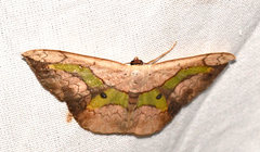 Semaeopus varia