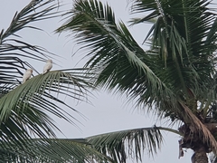 Cacatua goffiniana