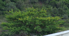 Vachellia karroo