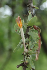 Agelanthus natalitius