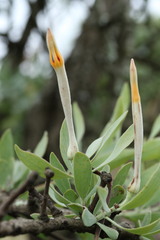 Agelanthus natalitius