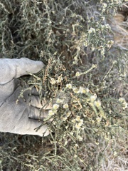 Caroxylon imbricatum