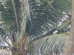 Cacatua goffiniana