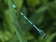 Coenagrion puella