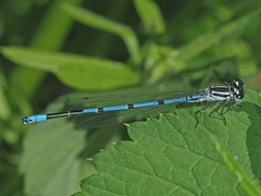 Coenagrion puella