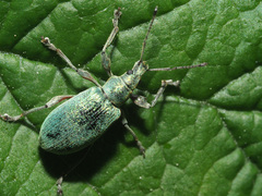 Phyllobius pomaceus